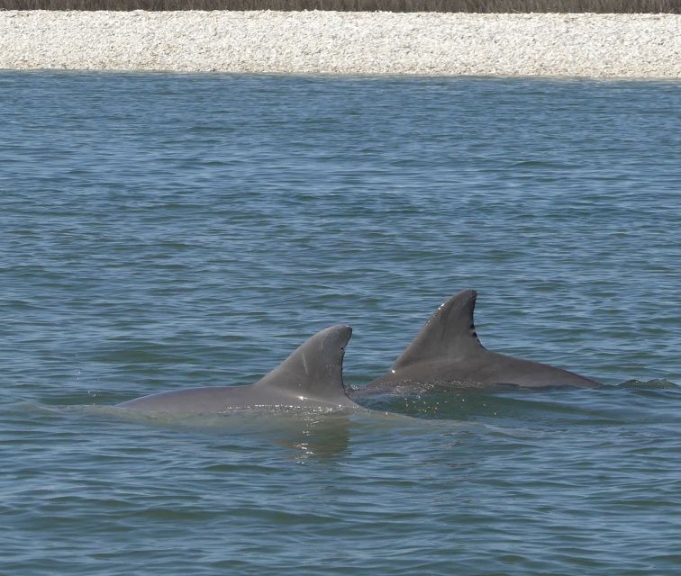 Hilton Head Island: Dolphin and Nature Tour - Tour Inclusions