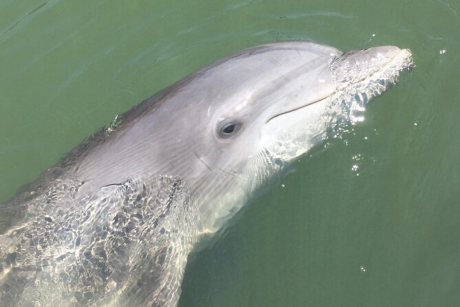 Hilton Head Island Dolphin Boat Cruise - End Point & Logistics