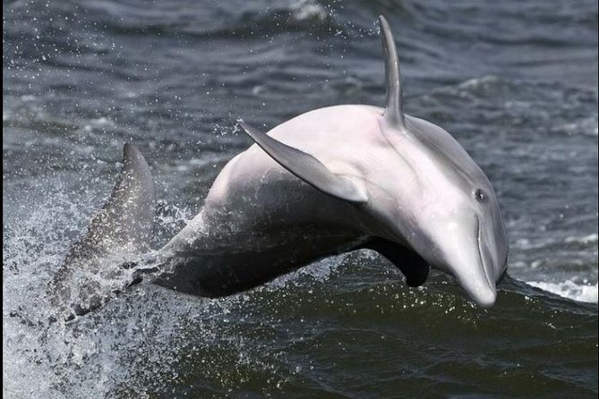 Hilton Head Island Dolphin Watching Nature Cruise - Customer Reviews and Ratings