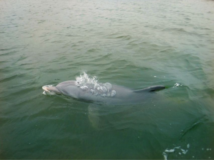 Hilton Head Island: Private Dolphin Watching Boat Tour - Detailed Tour Description