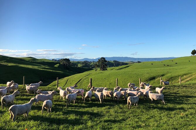 Hobbiton Movie Set Day Tour - Booking Guidelines