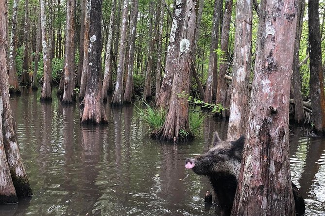 Honey Island Swamp Boat Tour With Transportation From New Orleans - Logistics and Experience