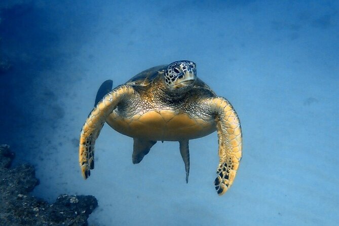 Honolulu Maunalua Bay Snorkel Tour  - Oahu - Cancellation Policy