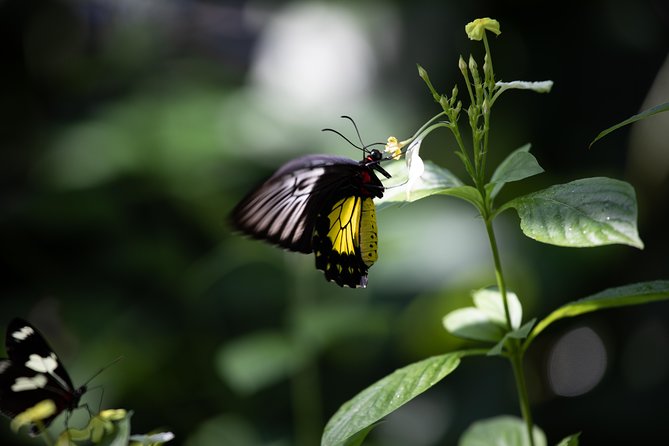 Houston Museum of Natural Science and Cockrell Butterfly Center - Customer Reviews and Recommendations