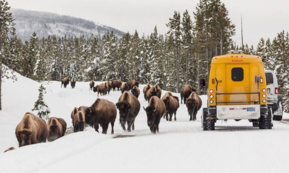 Jackson: 4-Day Grand Teton & Yellowstone Winter Tour - Itinerary
