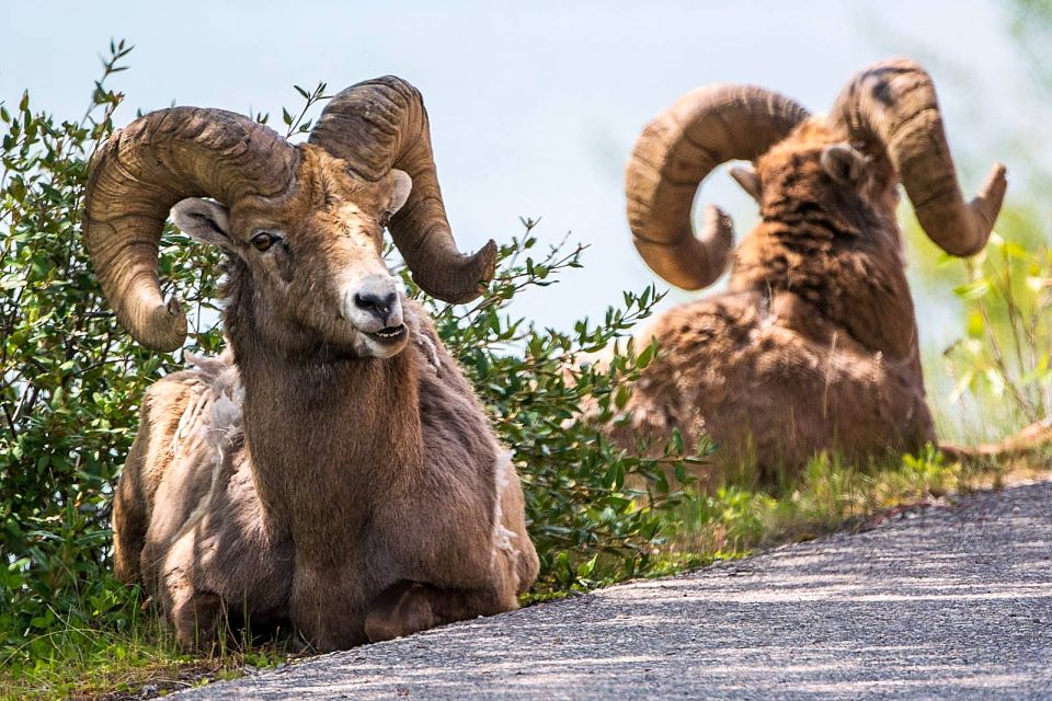 Jasper National Park: Evening or Morning Wildlife Watch Tour - Tour Guide Expertise and Knowledge