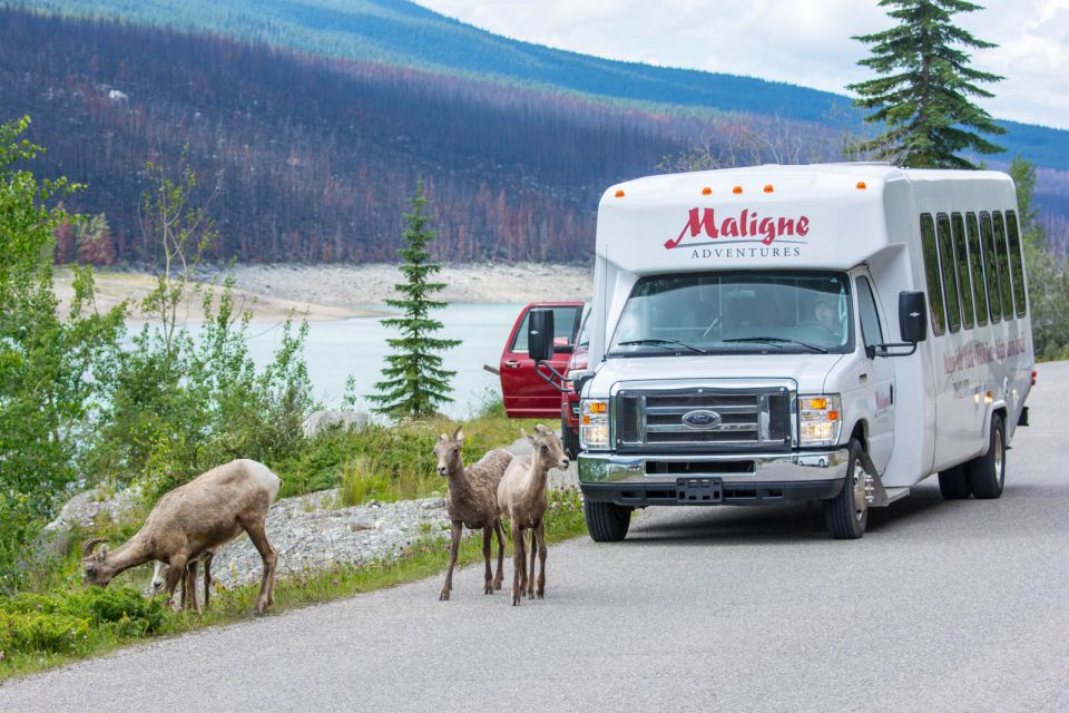 Jasper: Wildlife and Waterfalls Tour With Maligne Cruise - Experience Highlights