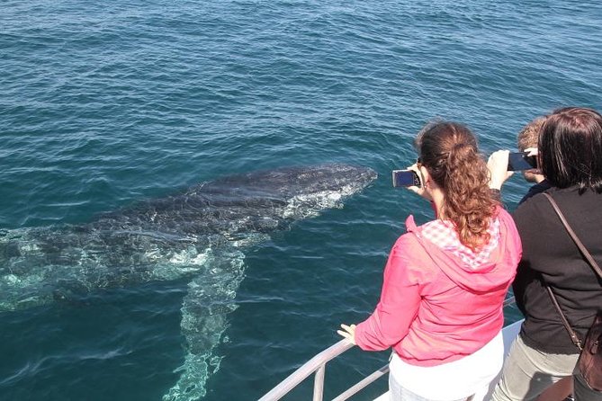 Jervis Bay Whale Watching Tour - Viator Help Center