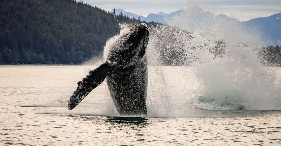 Juneau: Mendenhall Glacier Waterfall & Whale Watching Tour - Full Tour Description