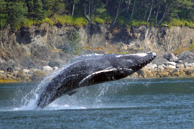 Juneau Whale Watching Adventure - Wildlife Sightings