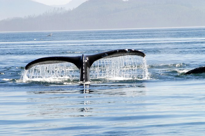 Juneaus Premier Whale Watching - Additional Information and Options