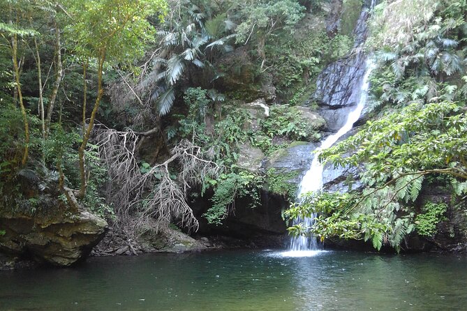 Jungle River Trek: Private Tour in Yanbaru, North Okinawa - Booking Changes and Weather Considerations