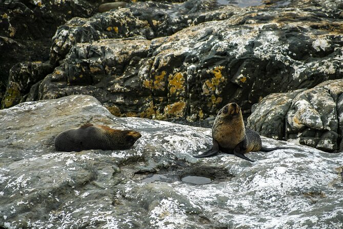 Kaikoura Day Tour With Dolphin Encounter From Christchurch - Transportation Details