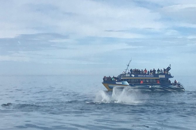 Kaikoura Day Trip - Whales Encounter - Pickup Information