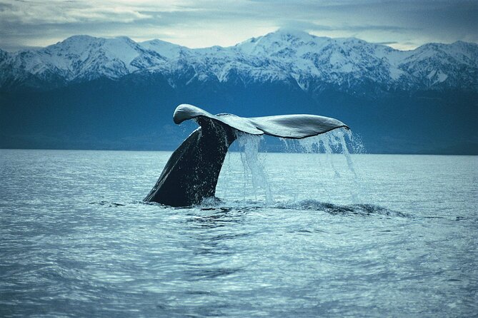 Kaikoura Whale and Dolphin Overnight Tour From Christchurch - Tour Highlights