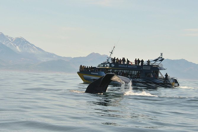 Kaikoura Whale Watch Day Tour From Christchurch - Customer Reviews