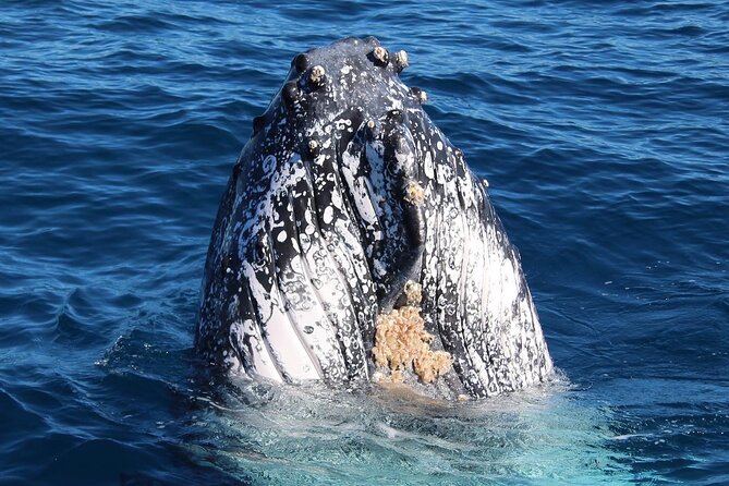 Kalbarri Whale Watching Tour - What to Expect