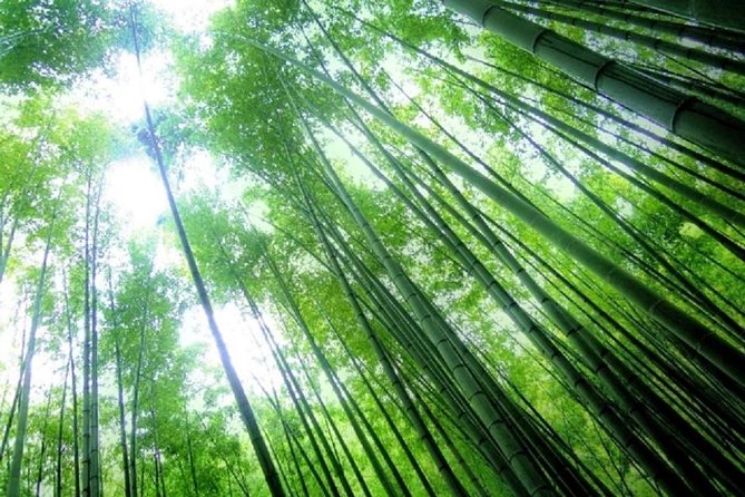 Kamakura Bamboo Forest and Great Buddha Private Tour - Tour Pricing