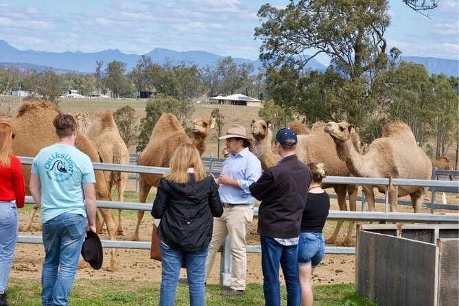 Kangaroos and Mountain Views - Wildlife Encounter