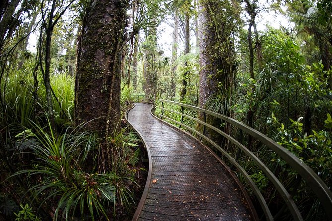 Kawiti Glow Worm Cave Tour & Opua Forest Walk - Customer Feedback