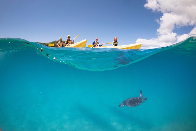 Kayaking With Dolphins in Byron Bay Guided Tour - Experience Highlights