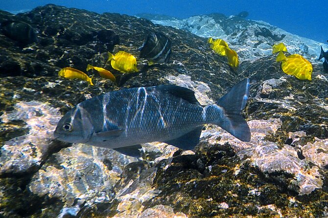 Kealakekua Bay Small-Group Snorkel Experience From Kailua-Kona - Recommendations & Viator Information