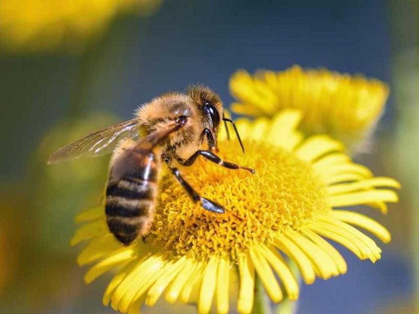 Kelowna: E-Bike Bee Tour W/ Tastings, Lunch, and Audioguide - Tour Highlights