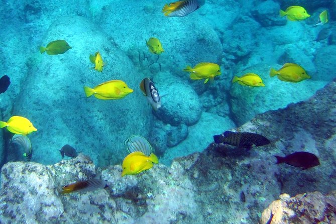 Kona Shore Excursion: Wild Dolphin - Reefs -Sea Caves - (Small Group) - Wildlife Sightings