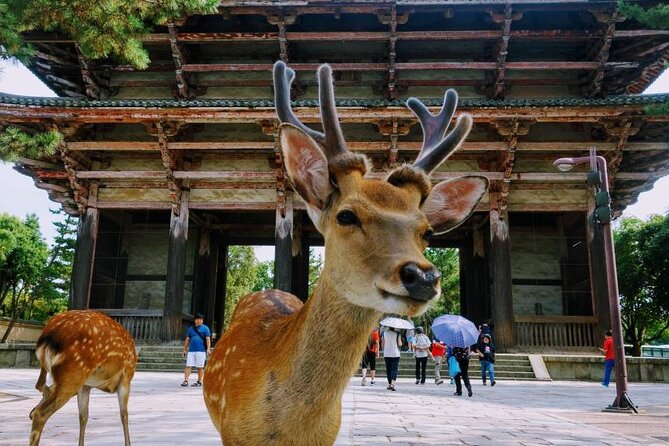 Kyoto & Nara Day Tour From Osaka/Kyoto: Fushimi Inari, Arashiyama - Cultural Experiences Included