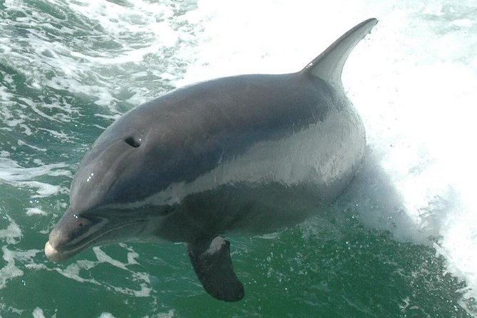 Little Toot Dolphin Adventure at Clearwater Beach - Directions