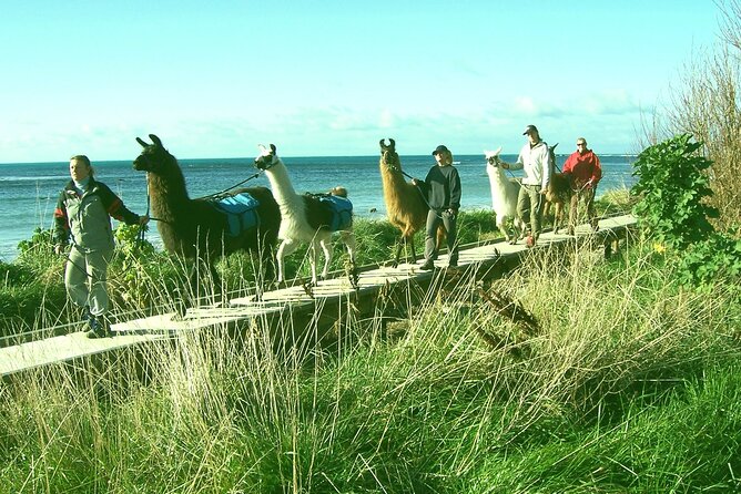 Llama Trek (Half-day) - Kaikoura Bay, Beaches & Seal Colony - Interact With Llamas on the Beach