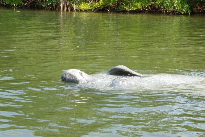 Lovers Key Guided Eco Tour-Mangrove Estuary - Family-Friendly Experience