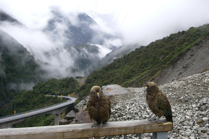 Lyttelton Shore Excursion: Arthurs Pass Day Tour - Traveler Experience and Reviews