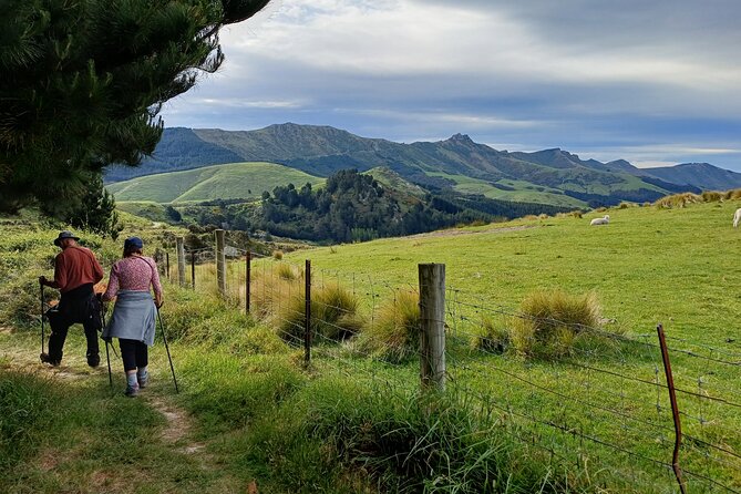 Lyttelton Shore Excursion -Guided Hiking Tour Packhorse Hut - Tour Highlights