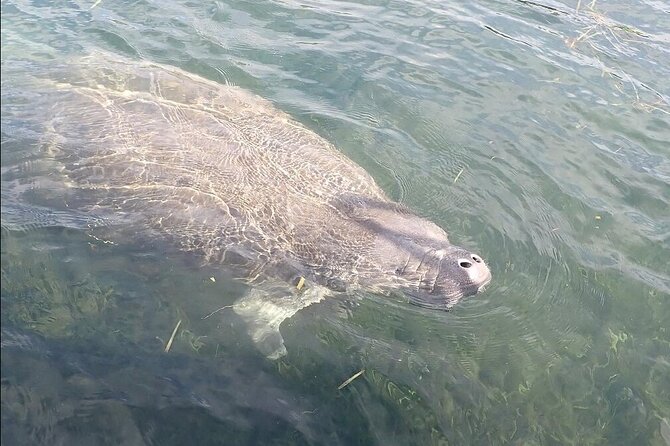Manatee Viewing Cruise - Common questions