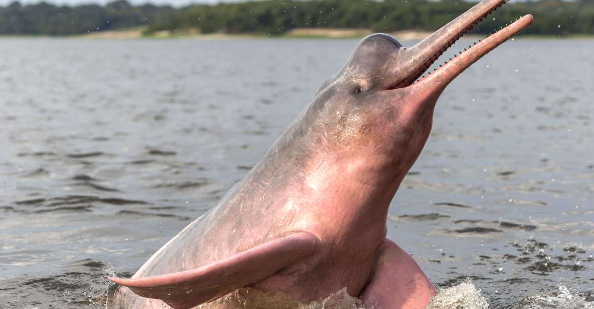 Manaus: Guided Amazon Dolphins Day Trip With Boat and Pickup - Pickup and Location