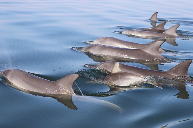 Mandurah Dolphin Cruise & Views - Scenic Waterways