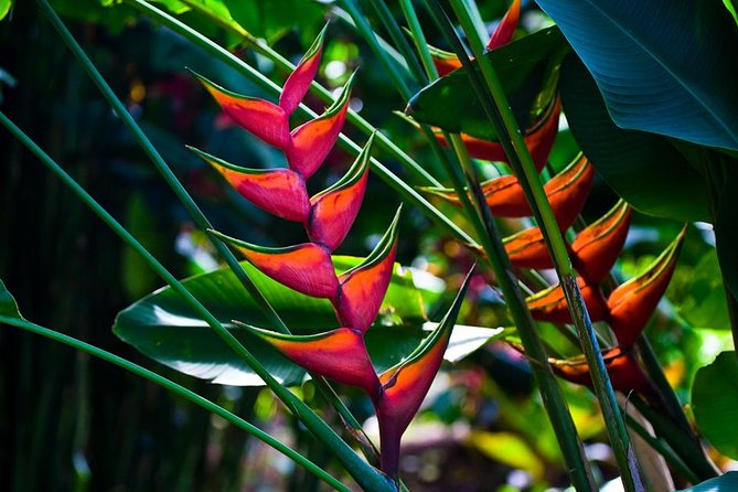 Manoa Waterfall Hike With Healthy Lunch Included From Waikiki - Tour Experience Highlights