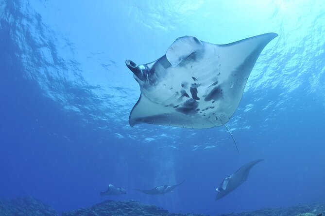 Manta Mania - Manta Ray Night Snorkel - Small-Group Experience In Kona, Hawaii - Crew and Service Quality