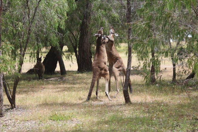 Margaret River Coastal and Wildlife Eco Trip From Busselton or Dunsborough - Booking and Cancellation Policy