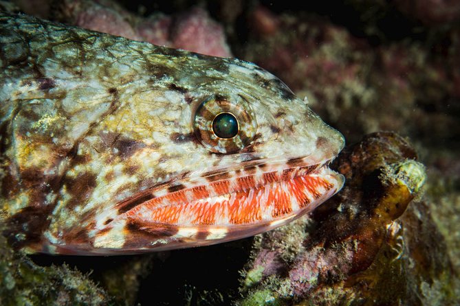 Maui Certified Shore Diving From Lahaina - Traveler Feedback and Testimonials