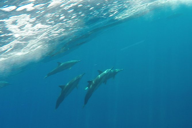 Maui Half-Day Snorkel & Dolphin Tour (Whale-Watching Seasonal) - Requirements and Safety Guidelines