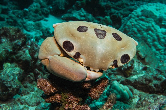 Maui Scuba Diving Introductory Lesson From Lahaina - Instructors Performance