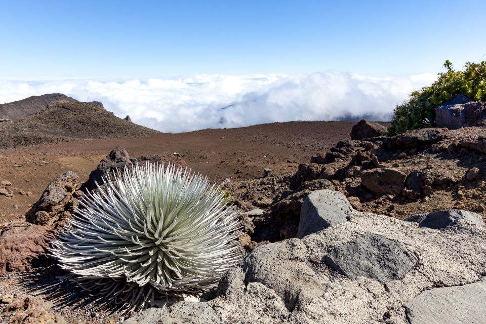 Maui: Sunrise & Breakfast Tour to Haleakala National Park - Booking Options