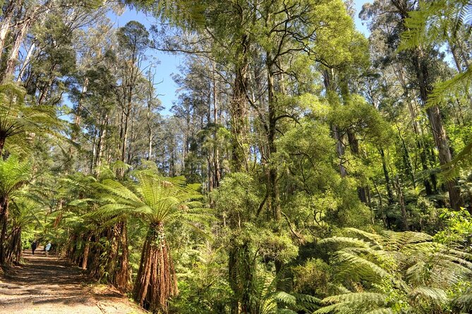 Melbourne Sky High Bush Tour - Learn About Indigenous Culture