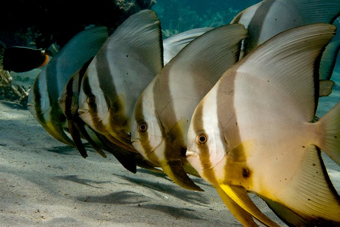 Menjangan Island Snorkeling Full Day Boat Trip - Marine Life Exploration