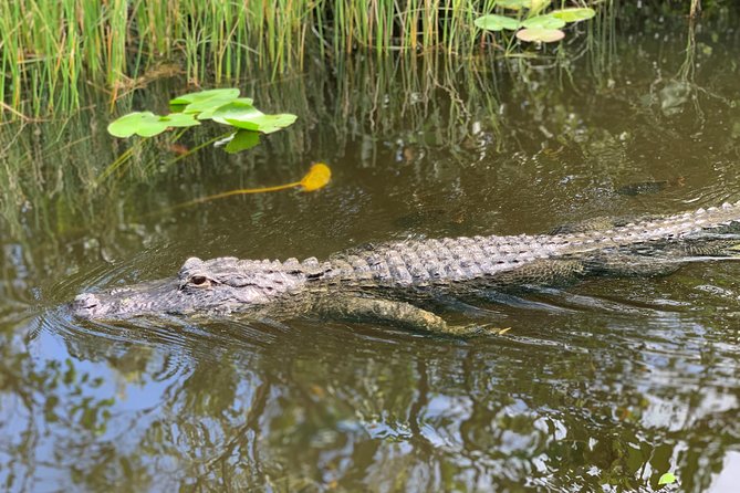 Miami Everglades: Airboat Tour, Wildlife Show, and Roundtrip Bus - Customer Experiences