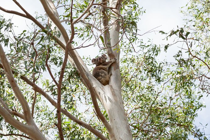 Minjerribah Cultural Experience - Cultural Immersion Activities Offered