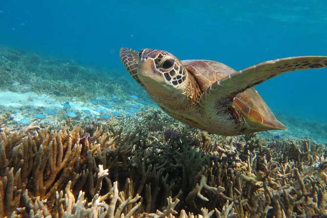 [Miyakojima Snorkel] Private Tour From 2 People Go to Meet Cute Sea Turtle - Pricing Information