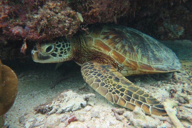 [Miyakojima Snorkel] Private Tour From 2 People Lets Look for Sea Turtles! Snorkel Tour That Can Be - Cancellation Policy